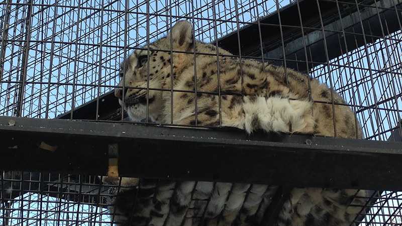 ペンギンのお散歩で有名 旭山動物園の魅力に迫る トリッパー