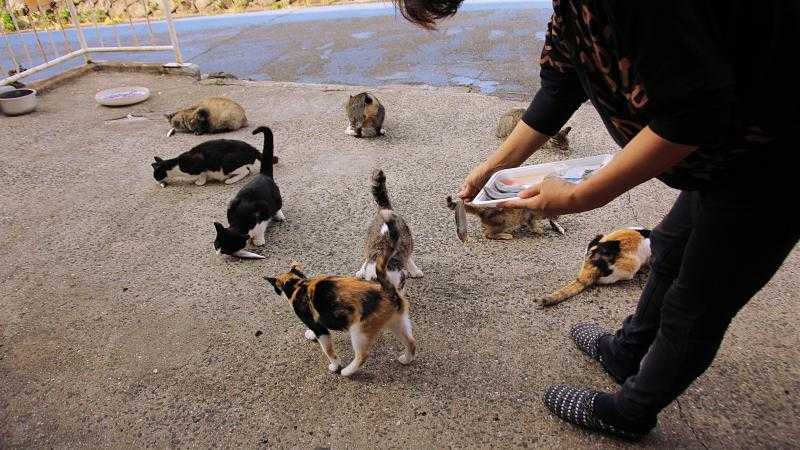 非日常との遭遇 ちょっとした冒険気分を満喫 かわいいのら猫の楽園 池島 トリッパー