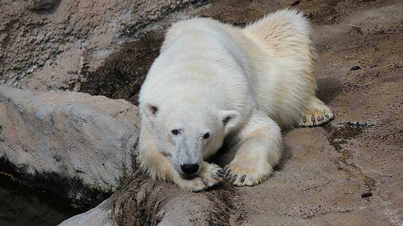 現地民から教わった 旭山動物園を楽に回る方法を実践してみた トリッパー