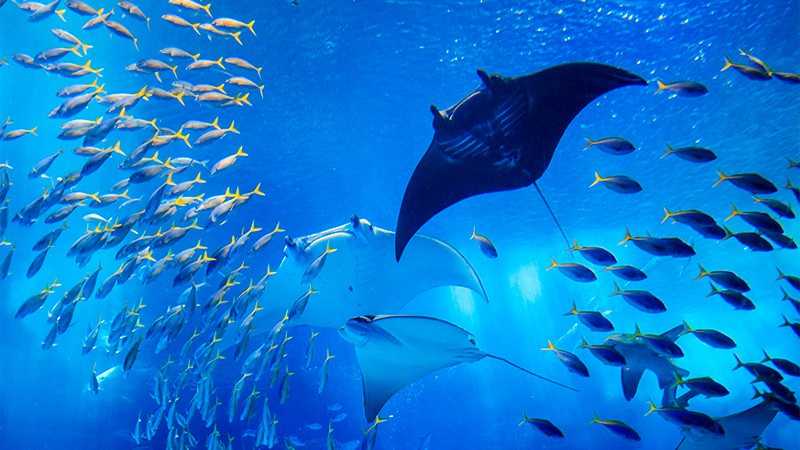 ねらい目は朝or夕方 ジモティが行く美ら海水族館 トリッパー