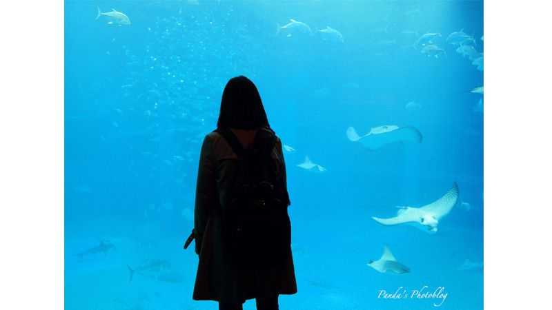 外国人の行きたい水族館1位 大阪 海遊館 の大水槽で 海の生き物達に癒される トリッパー