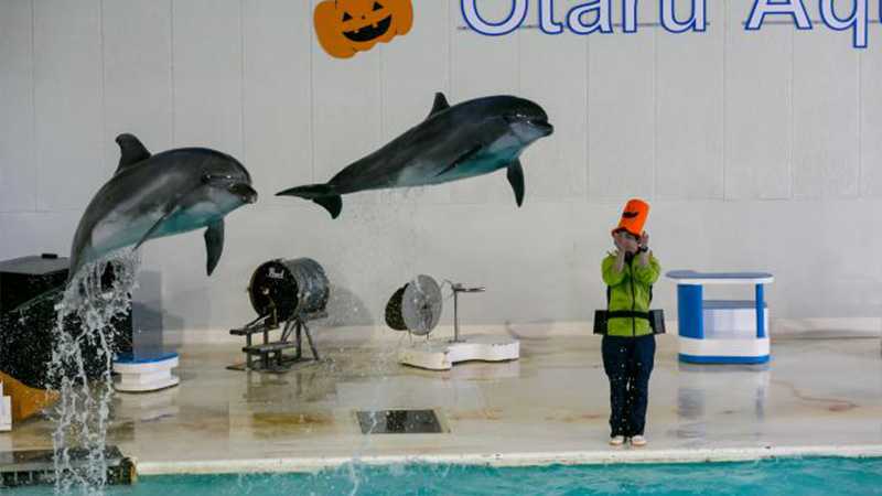 小さくてアットホームな おたる水族館 で童心に帰る トリッパー