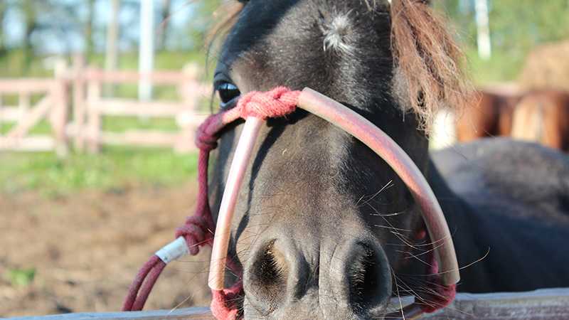 動物がお出迎え 秋の美瑛に行ってみた トリッパー