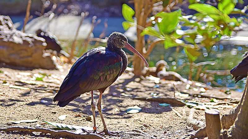 ファミリーで鳥たちと遊んでみよう キャンベルタウン野鳥の森 トリッパー