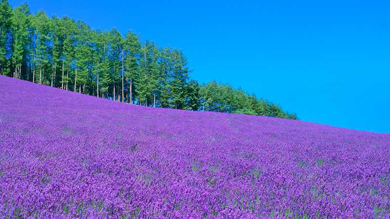 北海道の花のシーズン見ごろとおすすめ観光地を紹介します トリッパー