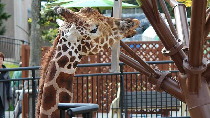 現地民から教わった 旭山動物園を楽に回る方法を実践してみた トリッパー