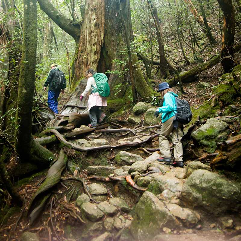 屋久島 縄文杉トレッキングツアーに参加してきました トリッパー