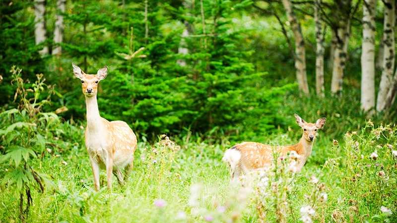 北海道の大自然を感じよう 道東はネイチャー観光がおすすめ トリッパー