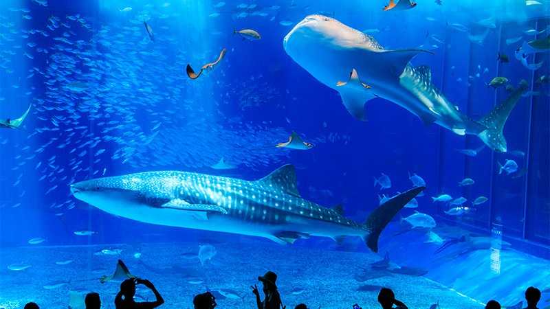 ねらい目は朝or夕方 ジモティが行く美ら海水族館 トリッパー