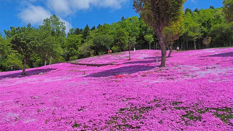 北海道の花のシーズン見ごろとおすすめ観光地を紹介します トリッパー