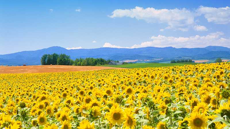 雲海テラス に大感動 夏の北海道よくばり旅行プラン トリッパー