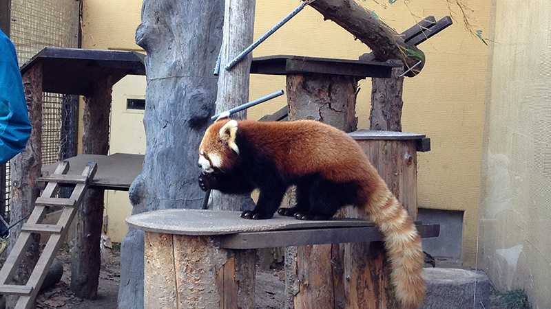 ペンギンのお散歩で有名 旭山動物園の魅力に迫る トリッパー