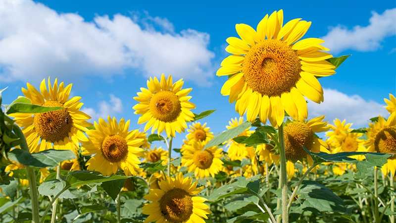 北海道の花のシーズン見ごろとおすすめ観光地を紹介します トリッパー