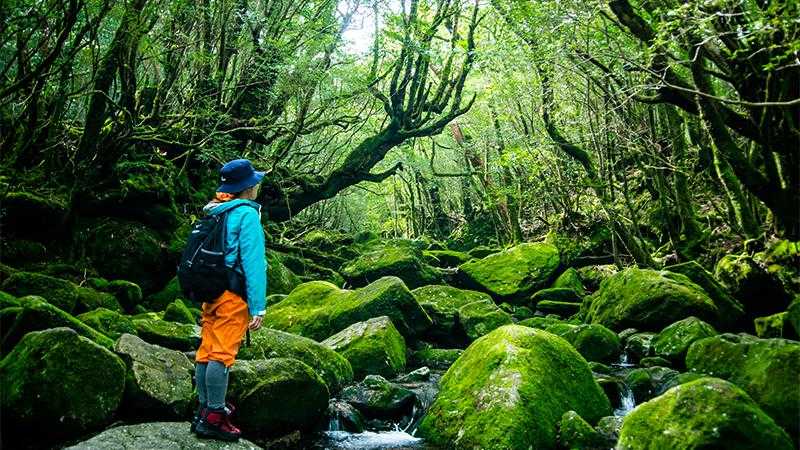 一人でも安心 屋久島で一人旅でも泊まれる宿のご紹介 トリッパー