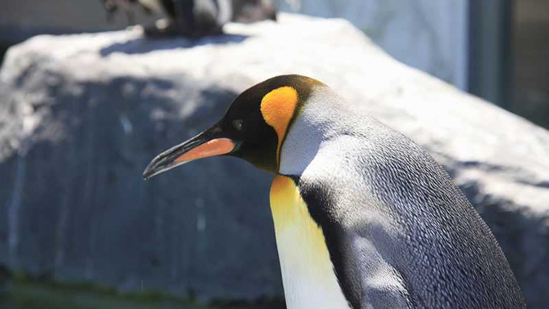 旭山動物園に行ったら絶対に見てほしいスポットのまとめ トリッパー